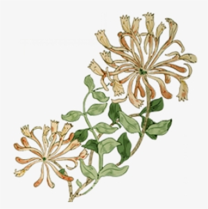 Honeysuckle - William Morris Honeysuckle