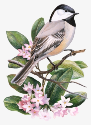 State Symbol Counted Cross Stitch By Usa Facts For - Chickadee Massachusetts