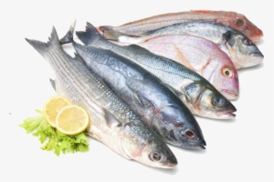 Pescado - Pescado Para Comer