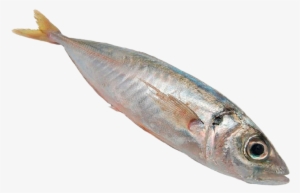 Por La Noche, Las Embarcaciones Fondean Y Arriban A - Pescado Jurel Png