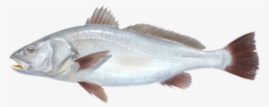 Corvina - Corvina De Rio Png