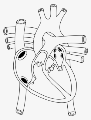 Diagram Worksheet Circulatory System Heart Human Body - Human Body