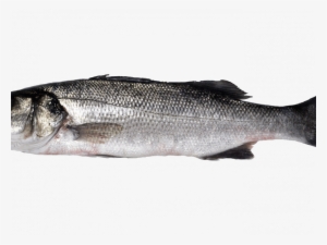 Bulot-bucci - - European Bass