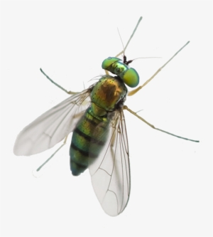 A1 Exterminators Greenhead Fly Silo Control - Horse Fly Png