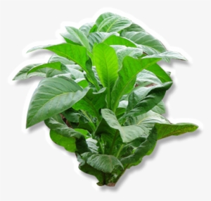 Tobacco, This Plant - Tabac