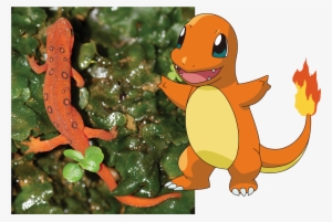 1080px Red-eft Charmander - Pikachu Imagenes De Charmander