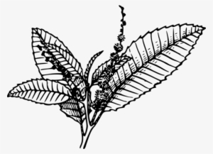 Tobacco Pipe Tobacco Products Cigarette - Tobacco Black And White