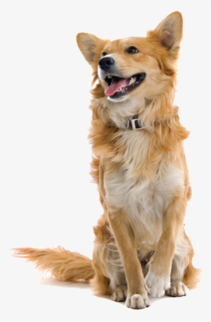 Christine R - - Farm Dog Png