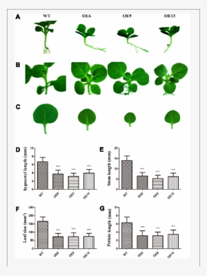Compared With Wt, Zmdreb4 - Illustration