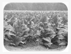 Tobacco Field - Tobacco Farms In Zimbabwe - 434x329 PNG Download - PNGkit