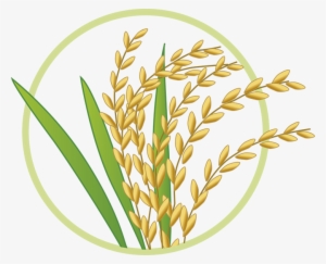 Harina De Arroz Blog De Panes Y Repostería Saludable, - Gif De Planta De Arroz