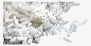 Rice And Pulses - Sagra Del Riso Sinaxis