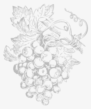 Vines - Grapes Free Vector Art