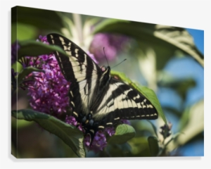 A Swallowtail Butterfly Seeks Nectar From A Butterfly - Posterazzi A Swallowtail Butterfly Seeks Nectar