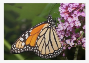 Monarch Butterfly Feeding On A Butterfly Bush Poster - Monarch Butterfly