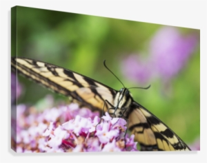 A Swallowtail Butterfly Seeks Nectar On A Butterfly