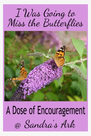 Who Can Say That God Doesn't Care About How We Feel - Buddleia