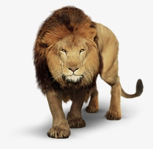 Leao Png - Leao Com Fundo Branco