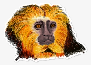 Mico Leão Png - Desenho De Mico Leão Colorido