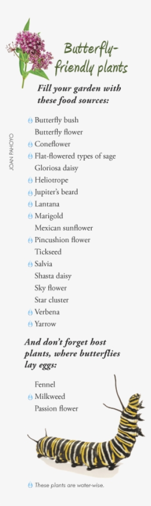 Rick Krause And Lynne Godin's Home In The Bridle Path - Monarch Caterpillar