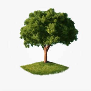 Home-tree - Tree Png Perspective View
