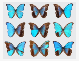 Gynandromorph Butterflies - Gynandromorph Butterfly