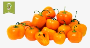 Manzano Chile Pepper - Peppers Manzano