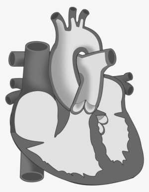 Ch19 Heart Hollow - Diffuse Pain