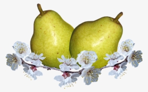 Fruit, Pears, Pear Blossom, Nutrition, Food - Pear