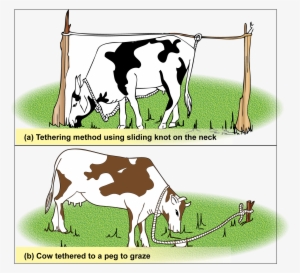 In Tethering, Animals Can Be Tied To A Peg Or Onto - Cattle Tethering