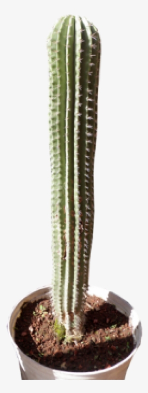 Neobuxbaumia Mezcalaensis 70 Cm - Chilayo Cactus Png