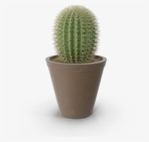 Sustainable Development - Acanthocereus Tetragonus