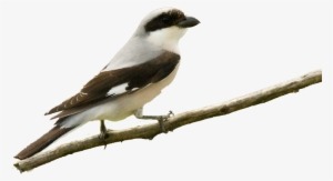 Su Píleo Y Dorso Presentan Color Gris Ceniza - Lesser Grey Shrike