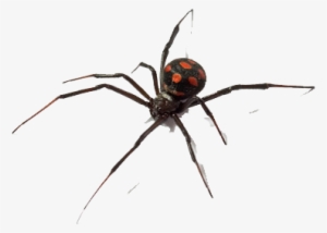 Las Hembras De La Araña Viuda Negra Atacan A Los Seres - Latrodectus Png