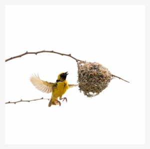 The Weaver Bird, Part 1 Of
