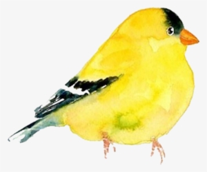 Goldfinch Clipart Watercolor