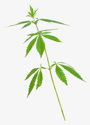 Marijuana Stem Png