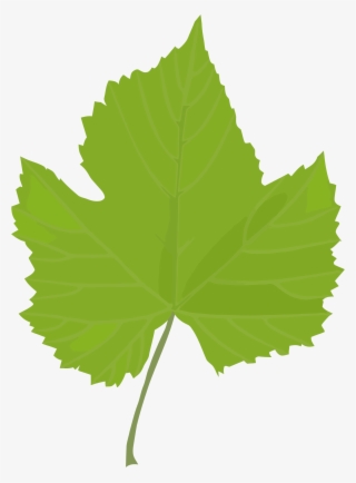 Leaf Common Grape Vine Grape Leaves Plant Stem Plants - Grape Leaf Clip Art Png