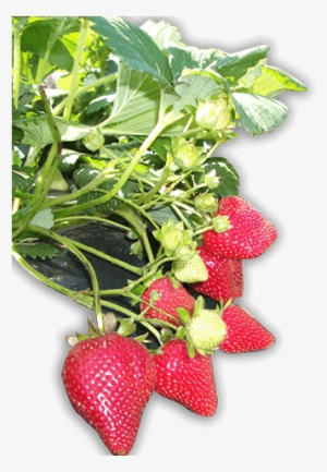 Pick Your Own Strawberries, Cherries, Apples, Peaches - Strawberry