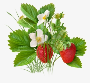 Strawberry Plant Png Download - Strawberry Tree Png Clipart