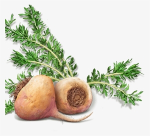 Super Benefits - Maca Plant