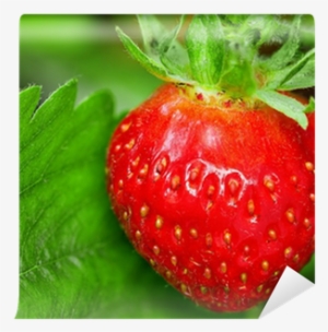 Strawberry Plant, One Berry, Outdoor Shot Wall Mural - Painting