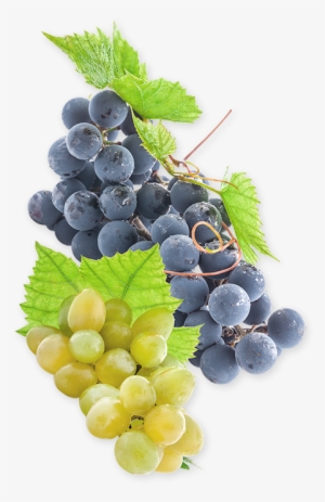Vine Varieties - Seedless Fruit