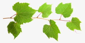 Grape Leaf Extract - Liście Winogron