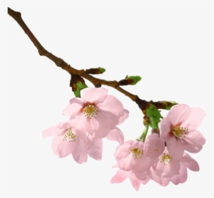 Flowers Branch Png