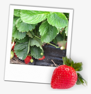 This Was Essentially The Birth Of Our Business And - Strawberry