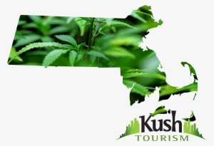 Ma - Legal Marijuana Massachusetts