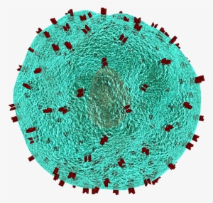 New Role For Old Immune Cell May Lead To Novel Therapies - Immunology Png