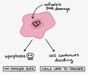 Khan Academy Apoptosis