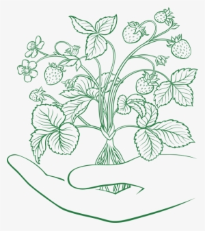 Our Story - Illustration